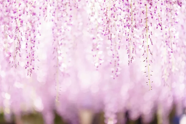 2026鹿央里やま花めぐり～藤