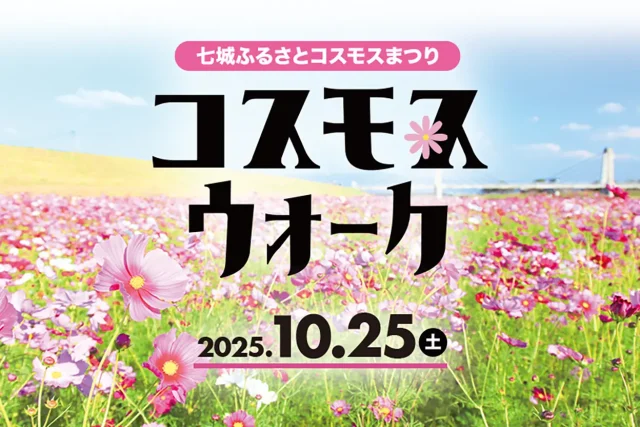 菊池市七城ふるさとまつり コスモスウォーク