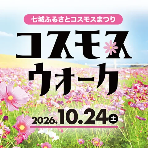 菊池市七城ふるさとコスモスウォーク2026