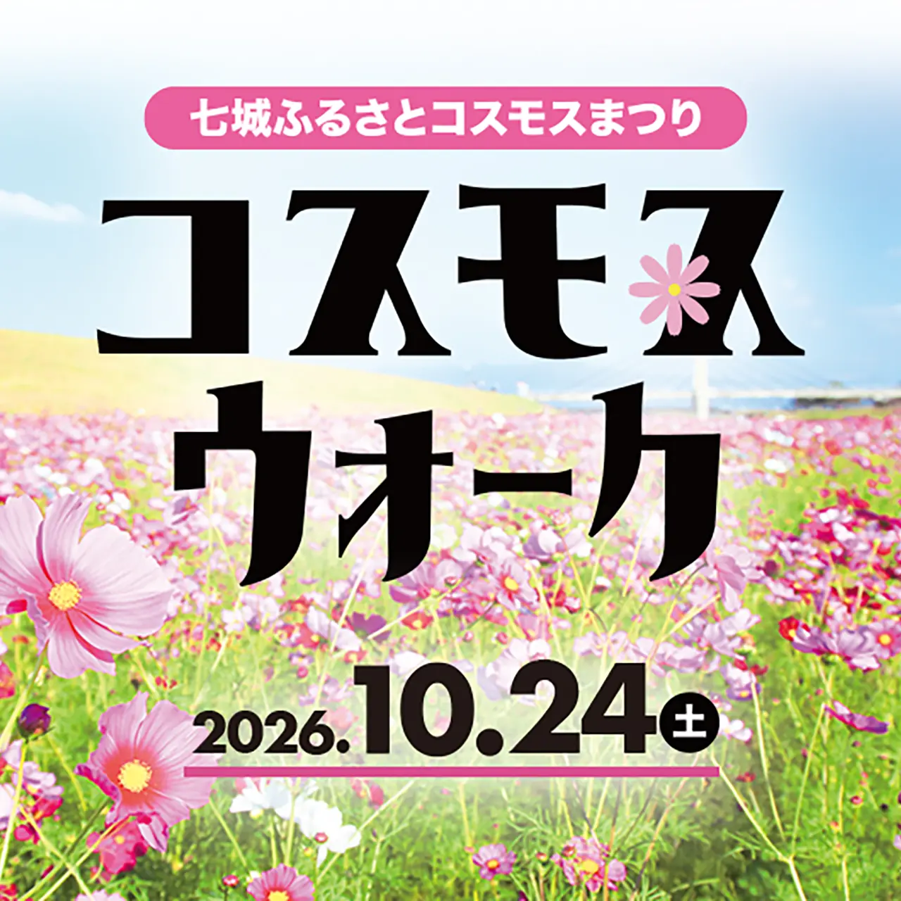 菊池市七城ふるさとコスモスウォーク2026