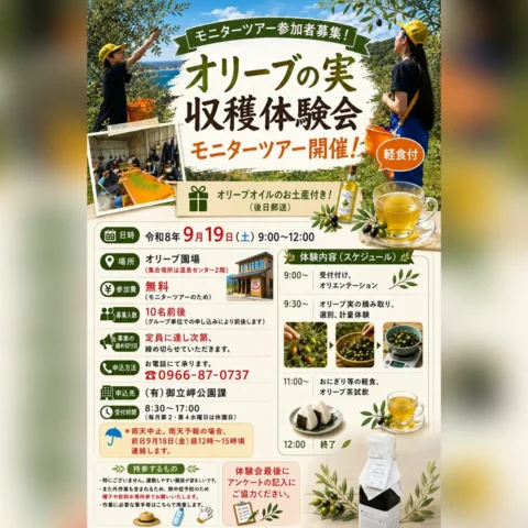 オリーブの実収穫体験会